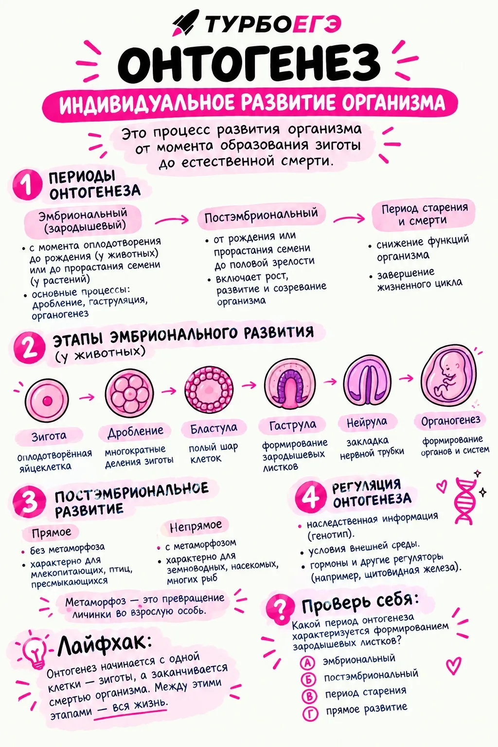 Онтогенез — это индивидуальное развитие организма от момента оплодотворения (или начала...