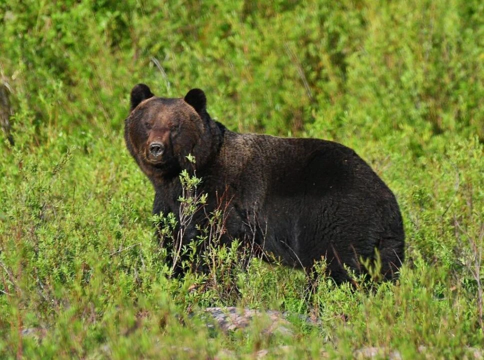 🐻 В Якутии насчитывается до 18 тысяч бурых медведей. Почему они выходят к людям?
