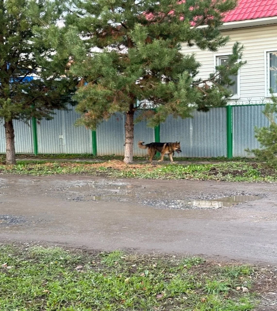 🐕 В Осе агрессивная собака в ошейнике набросилась на женщину, которая пыталась защитит...