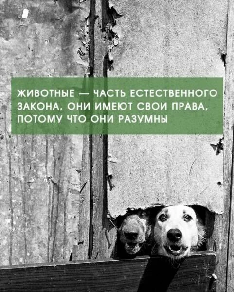 Они такие же как и мы. Чувствуют. Мыслят. Любят. Они не меньшие и не инстинктивные...