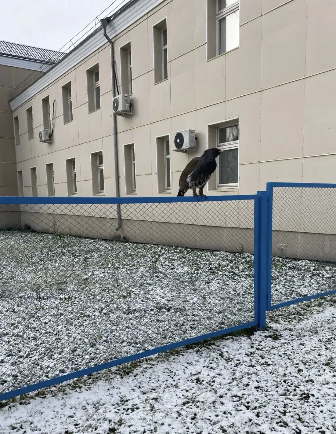 Вчерашний пернатый герой, глухарь, продолжает свое путешествие по Партизанскому. Сменив...