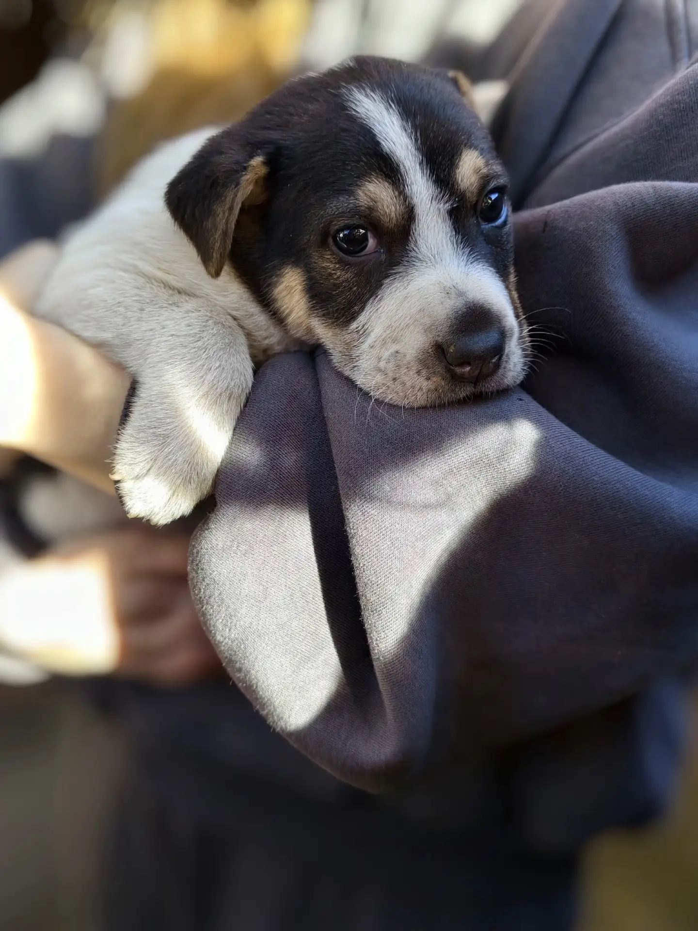🐾 ЩЕНКИ В ДОБРЫЕ РУКИ ! 🐾