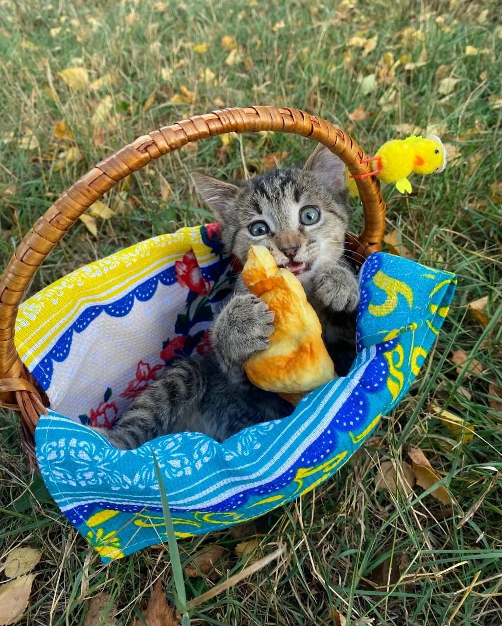 🍁Сыночка-корзиночка, мамин пирожочек🐱 Таркаша продолжает искать дом и любящих хозяев....