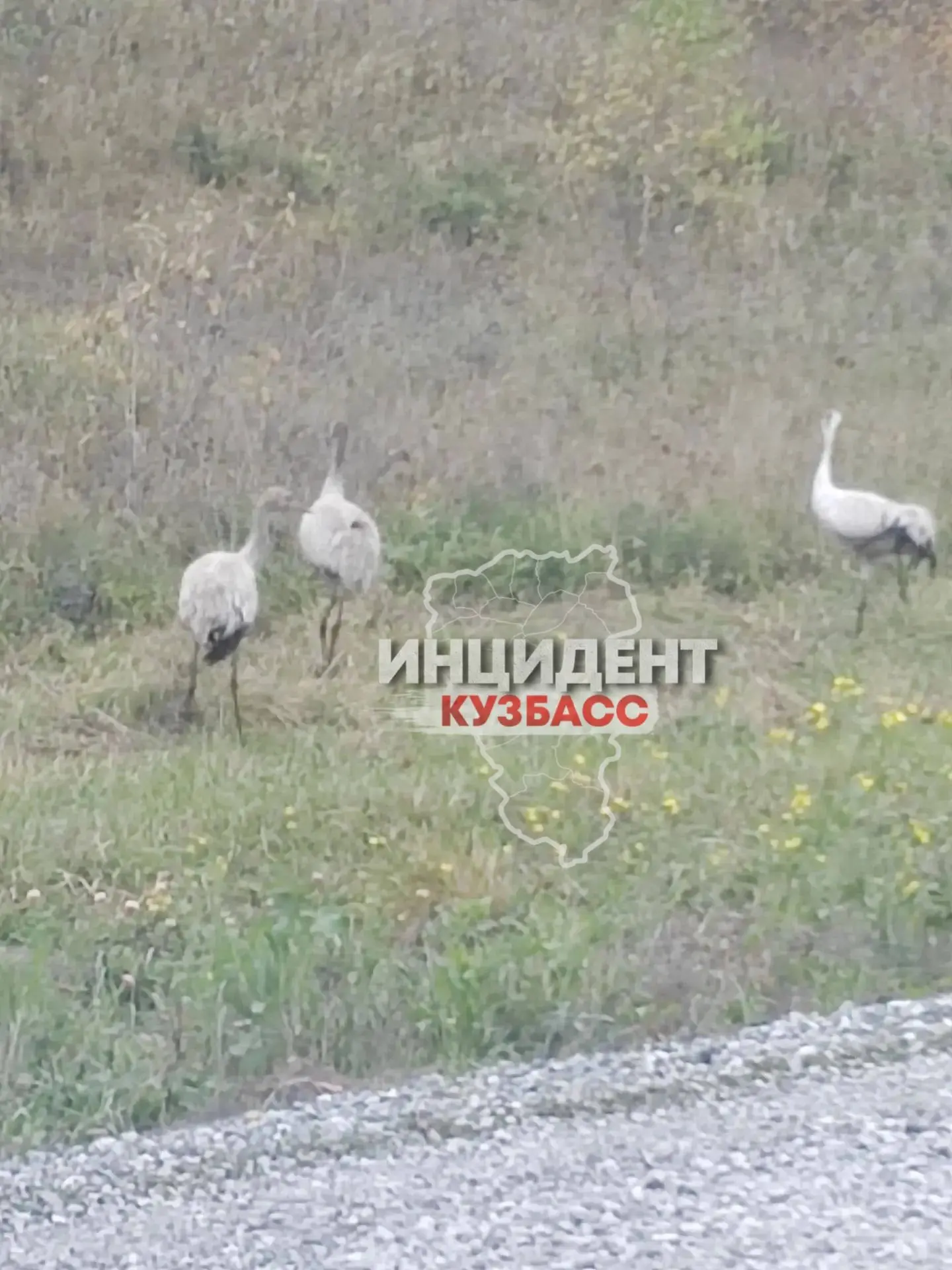 В Кузбассе заметили четырёх журавлей, один из которых не может летать