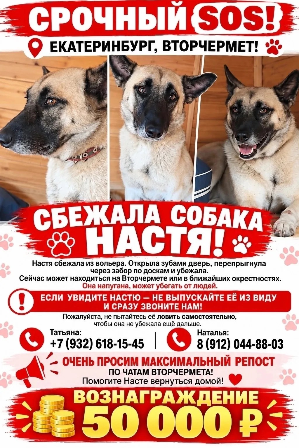 Потерялась собака, окрас светлый, палевый, черная морда (Екатеринбург, Вторчермет)