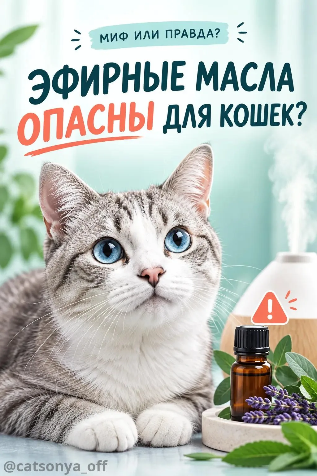 🐾 МИФ ИЛИ ПРАВДА? ЭФИРНЫЕ МАСЛА ОПАСНЫ ДЛЯ КОШЕК? 🌿