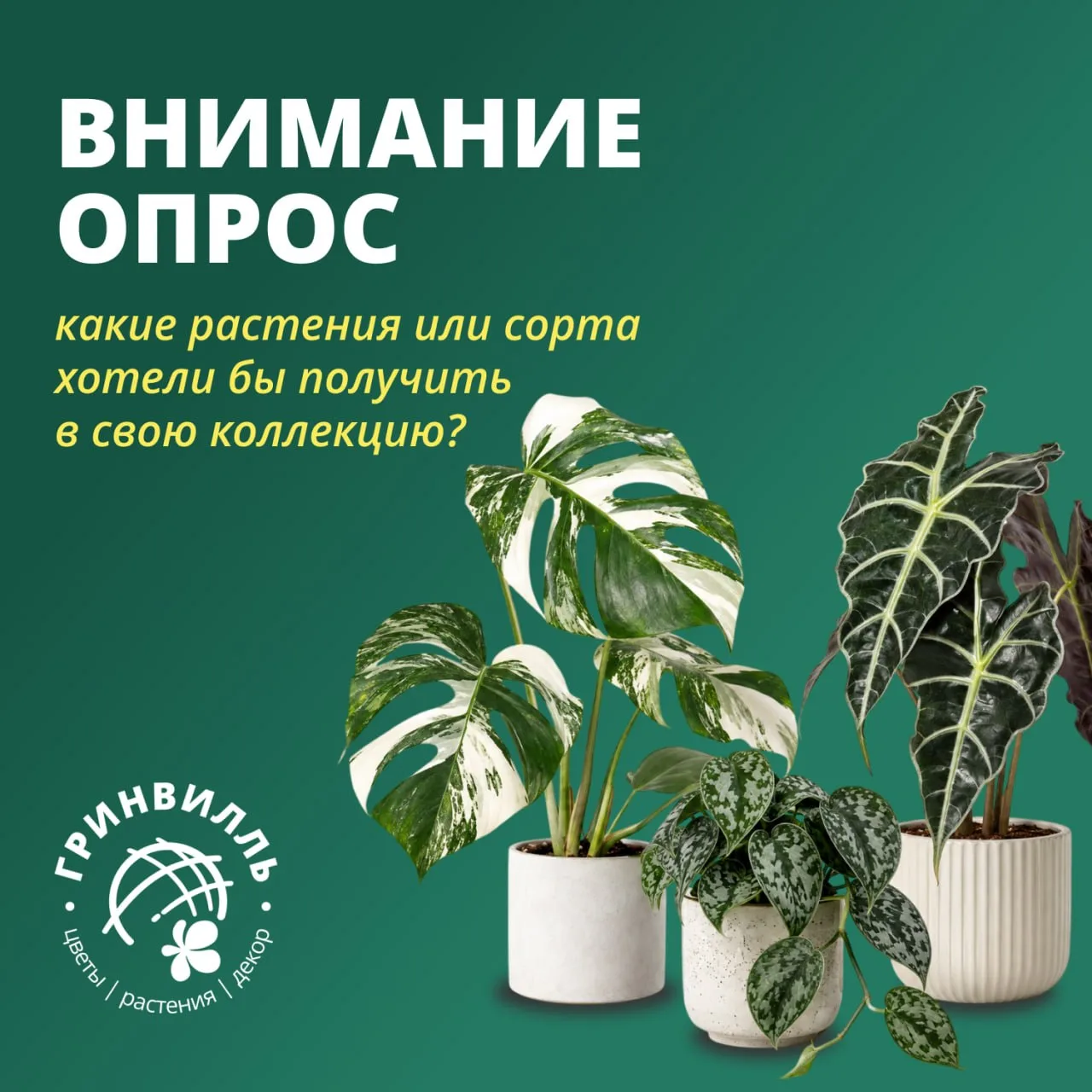 🌿 РАССКАЖИТЕ О КАКИХ РАСТЕНИЯХ ВЫ МЕЧТАЕТЕ?