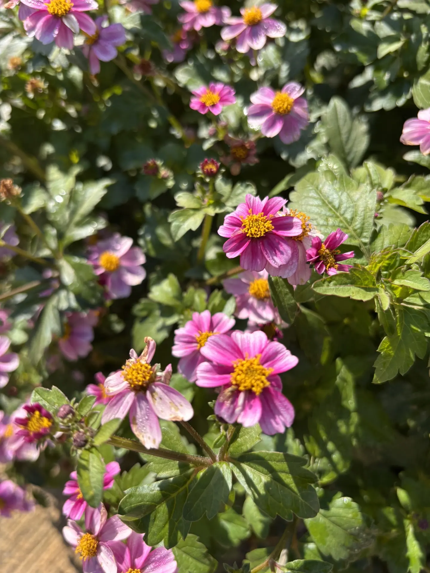 Биденс: нежность в каждом лепестке🌸