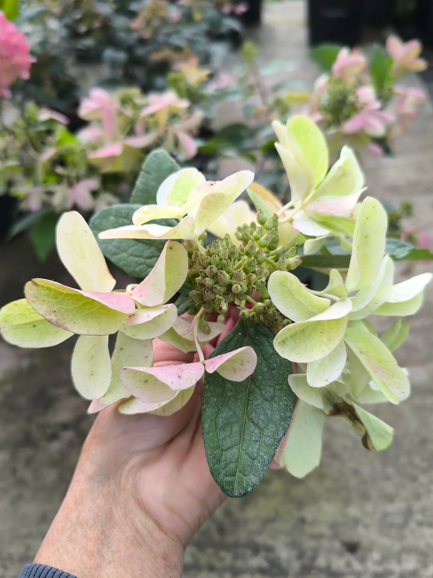 Star rose ⭐✨💫 в С7