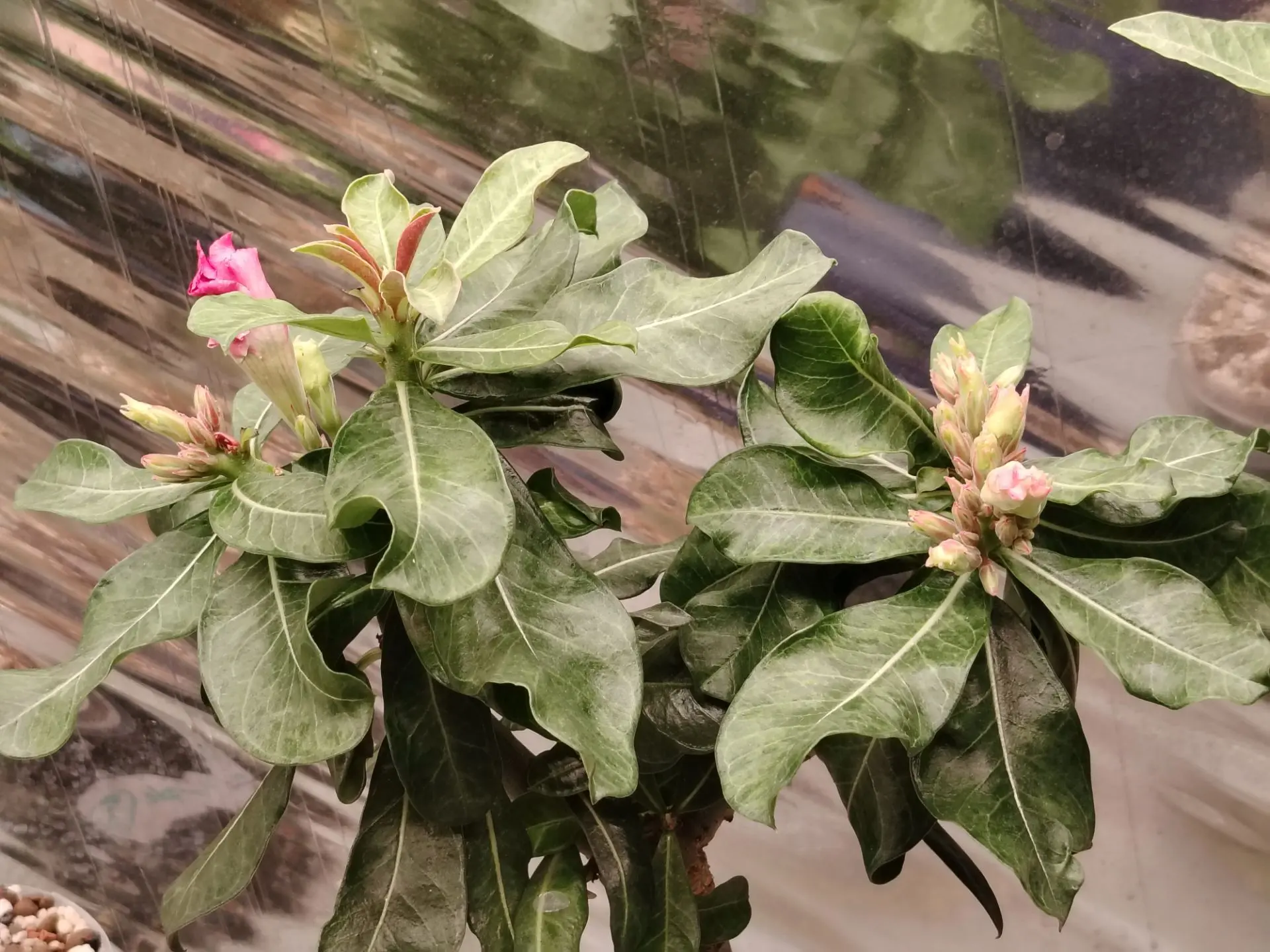 Общий вид , где куча бутонов😁💐