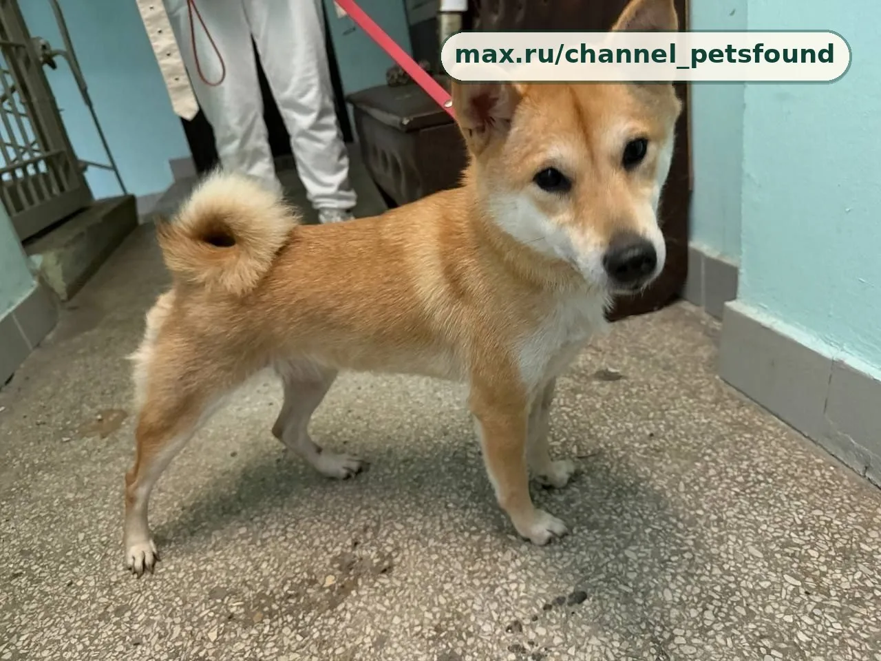 🐾 Найден питомец — Москва