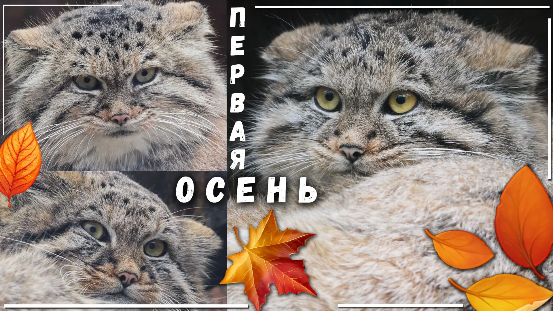 Осеннее умиротворение в семье манулов🐾✨ Котята уже вовсю готовятся к зиме❄️ Они выросл...