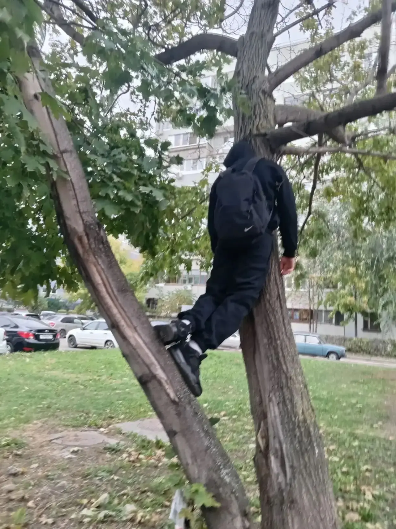 Вот молодой человек заснул на дереве