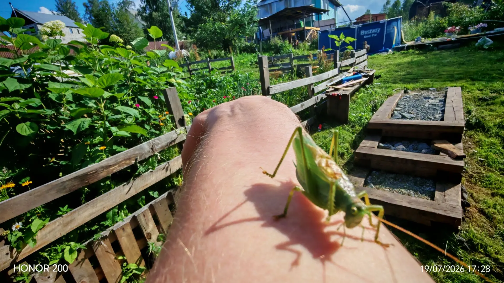 Tettigonia cantans кузнечик певчий. Визуально он похож на своего собрат по роду Tettigo...