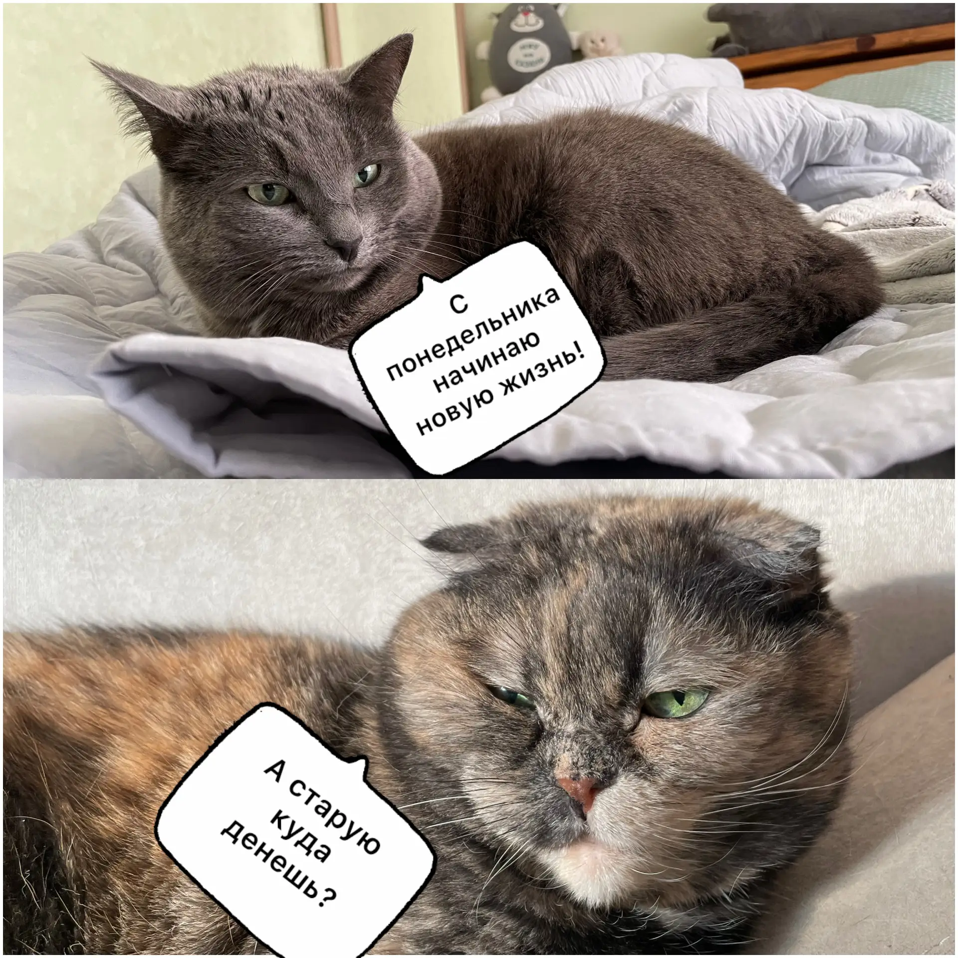 Ну, хряпнем молочка за новую жизнь😺