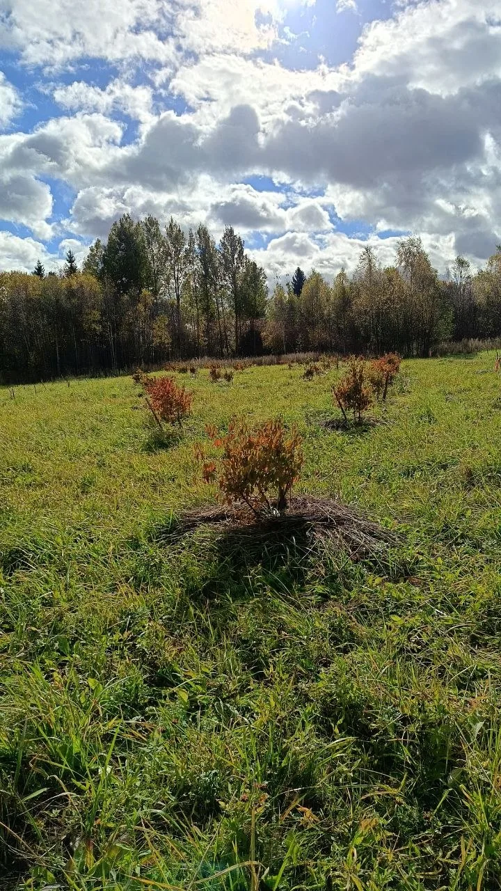 В 2019 году родился проект 🌳Священная роща🌳 - высокосимметричный сад на 7,5 га в Ярос...