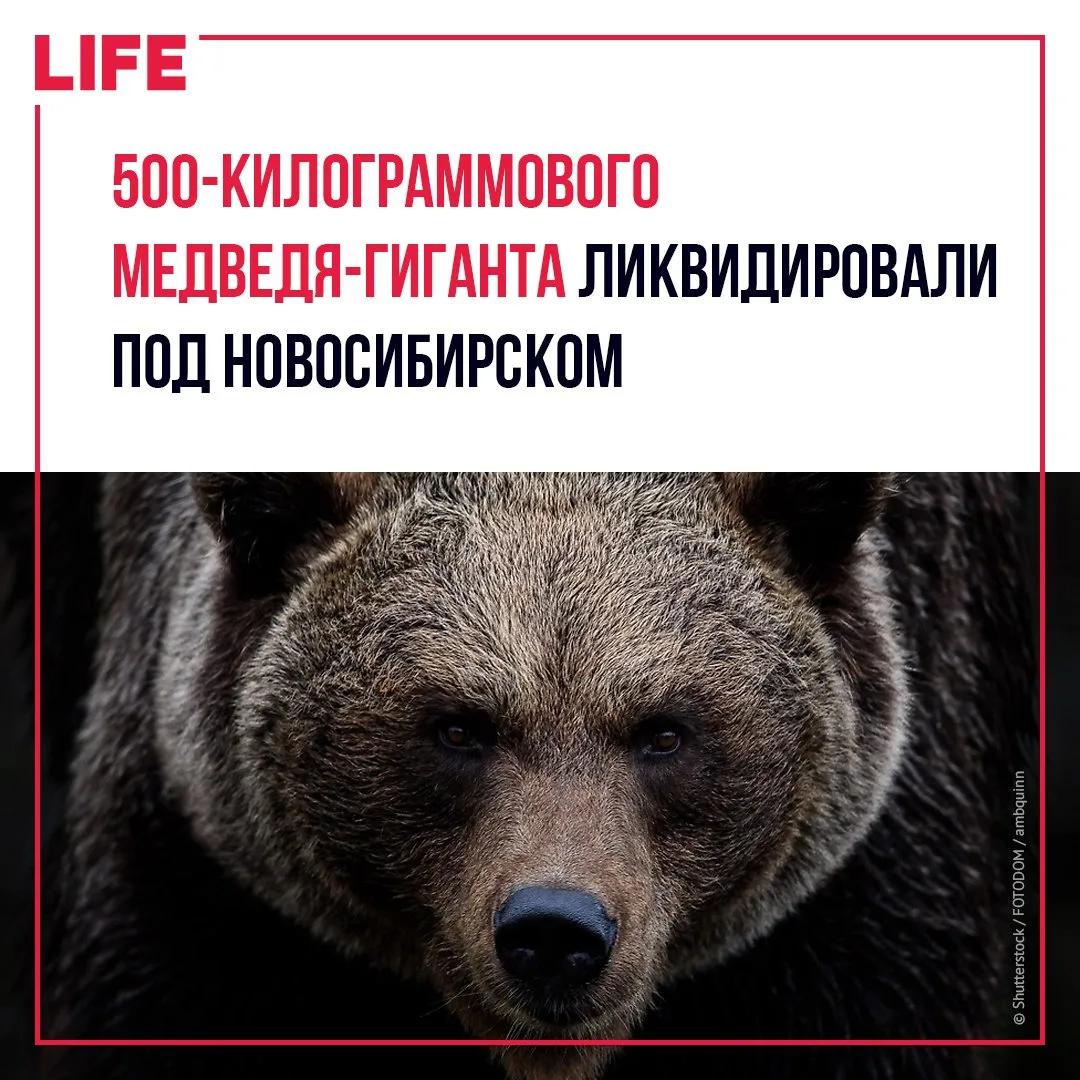 Медведь весом в полтонны несколько сезонов держал в страхе фермеров Новосибирской облас...