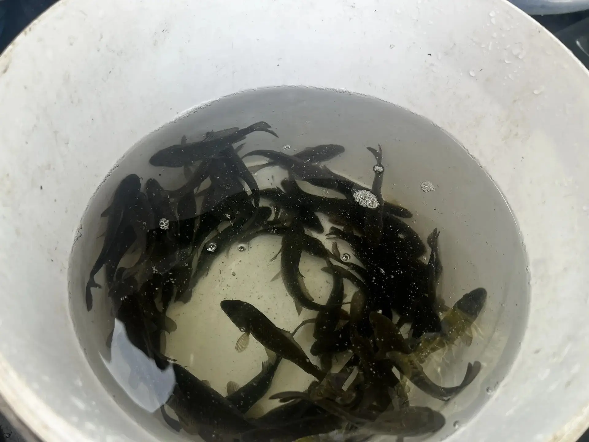 🐟 Во Владимирской области в Клязьму выпустили 439 штук молоди сазана