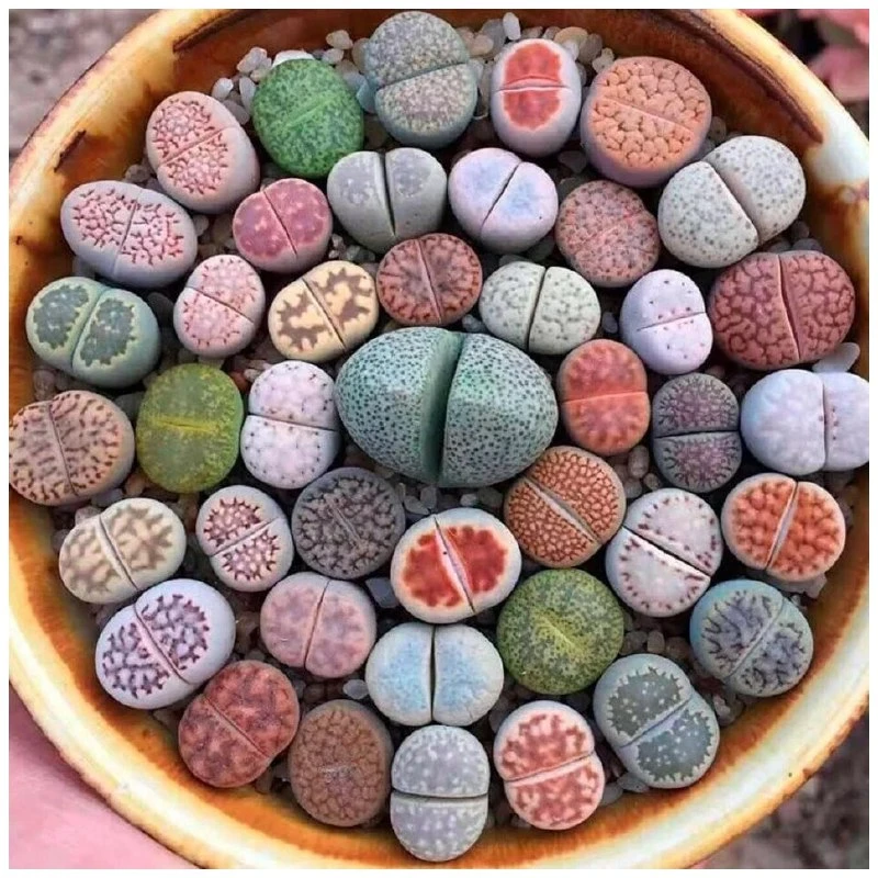 ЛИТОПСЫ 🌵