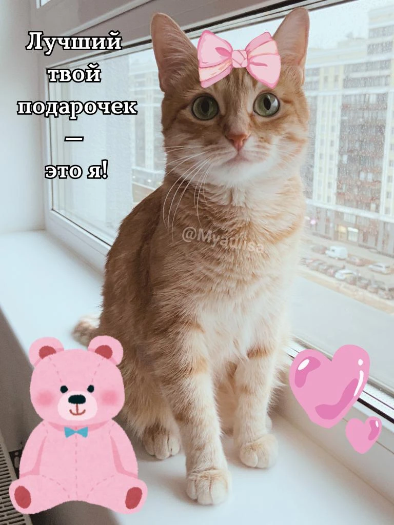 🐾 Доброе утро, человеки!