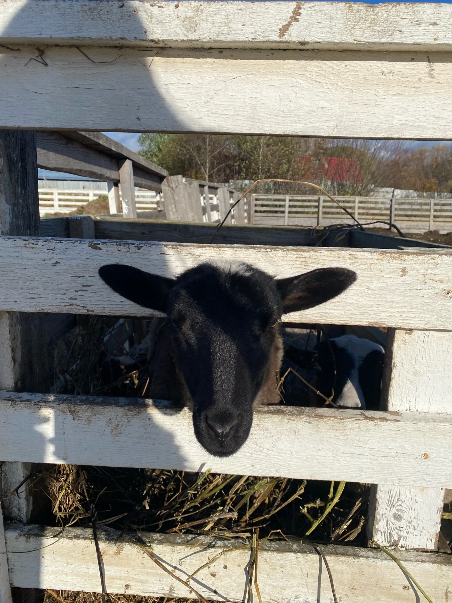 🐐 Выходные в «Фермерской Слободе» — 10 и 11 октября! 🍂