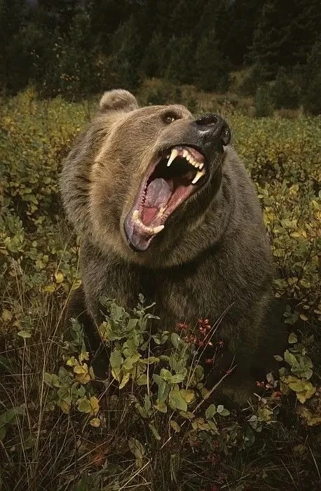 Сегодня обед , медвежья мясо.