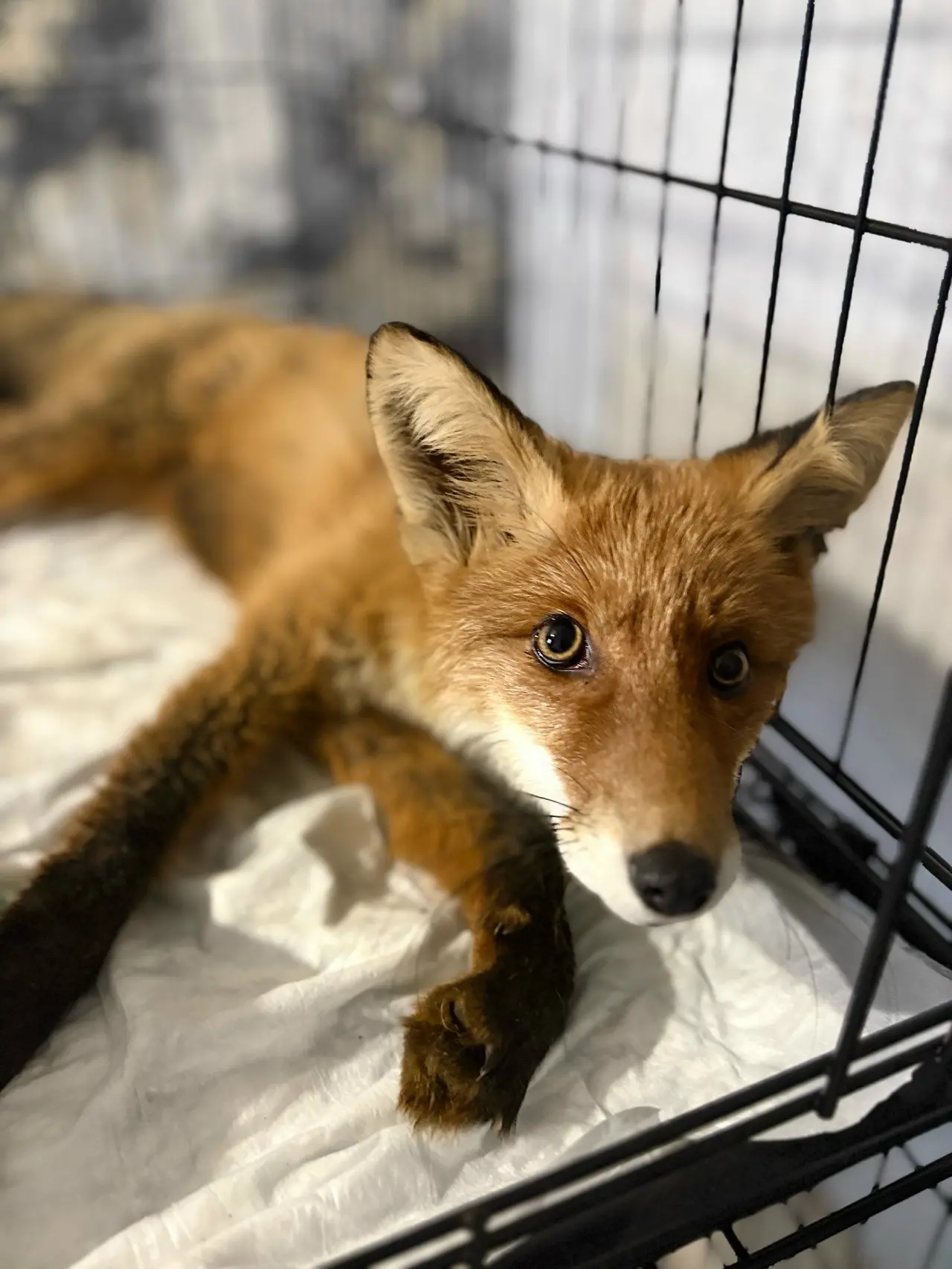 🦊 Арбузику назначили операцию