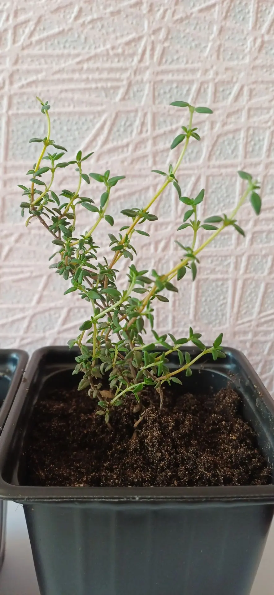 Моя новая любовь на подоконнике! 🌿✨