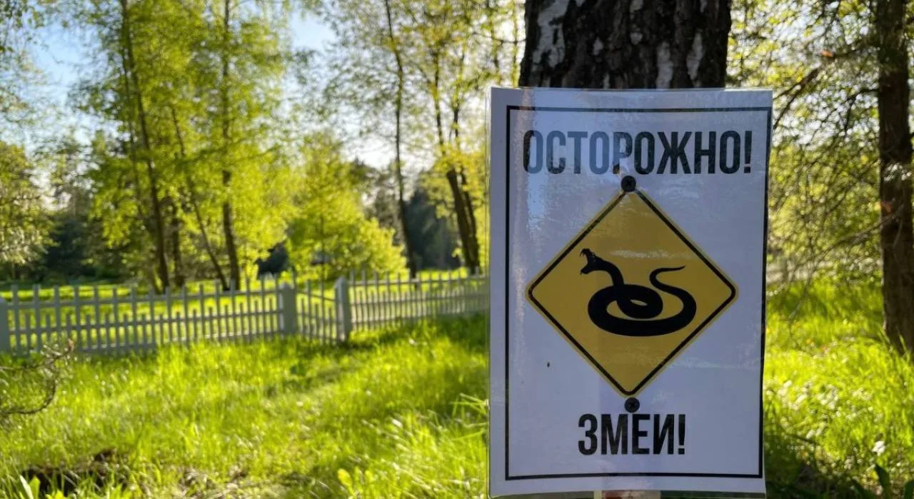 😱Жителей Самарской области предупредили о поздней зимовке гадюк