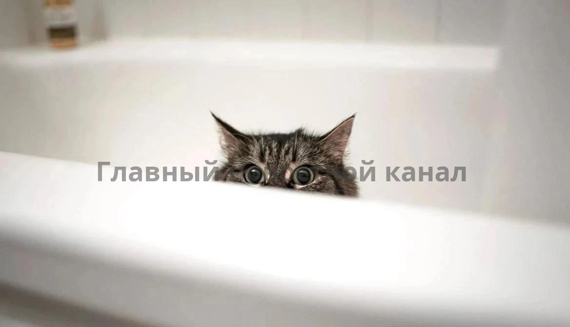 Кот затопил квартиру своим хозяевам в Ульяновской области — ущерб составил 600 тысяч ру...