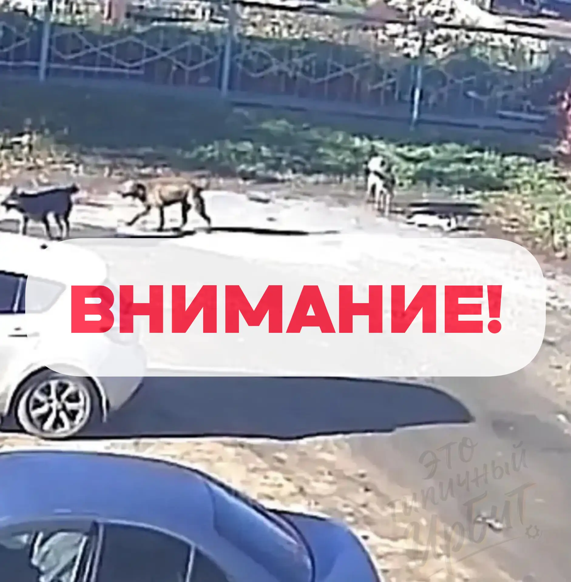‼️В Ирбите всё чаще жалуются на агрессивных бездомных собак, которые свободно бегают по...
