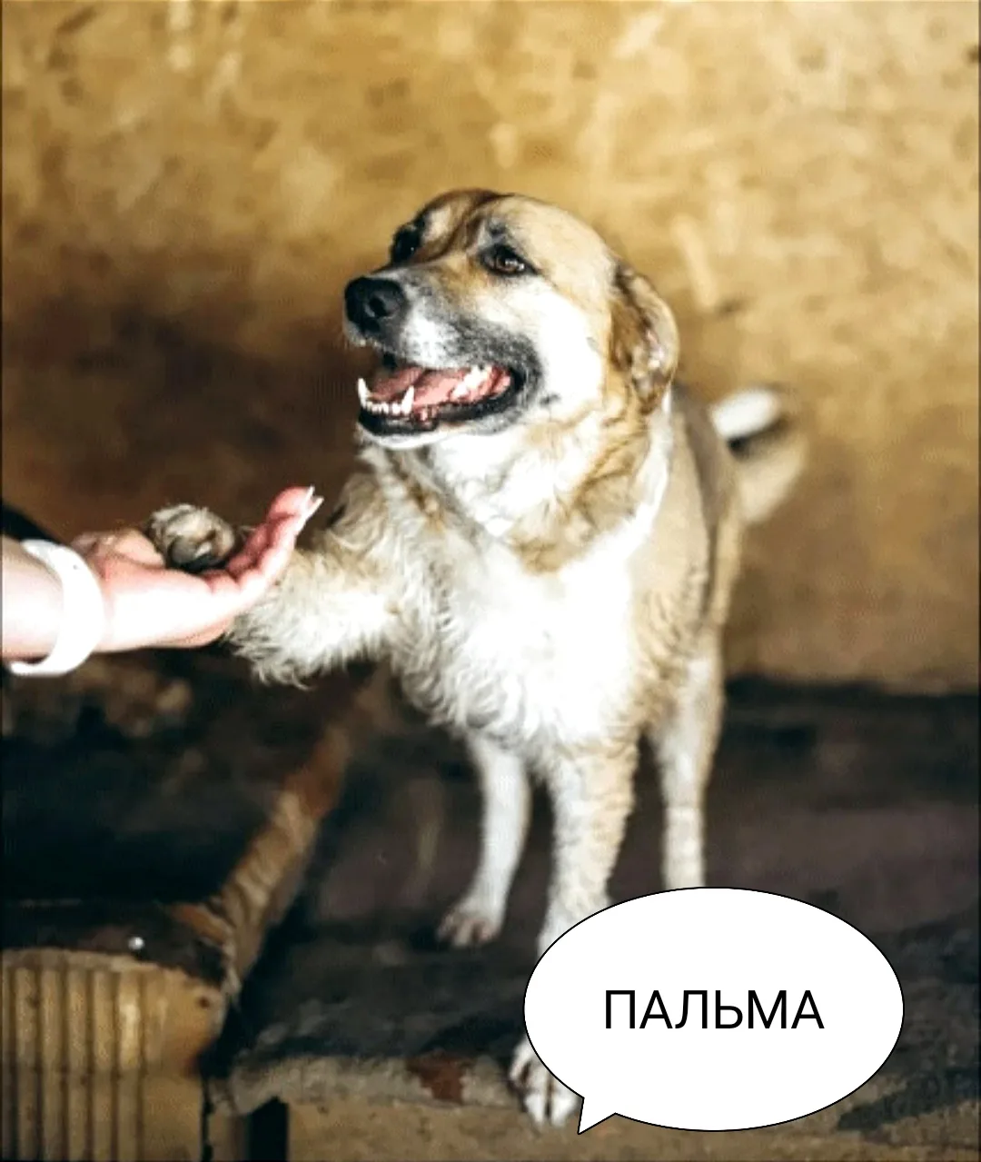 Как же мало для счастья нам надо...