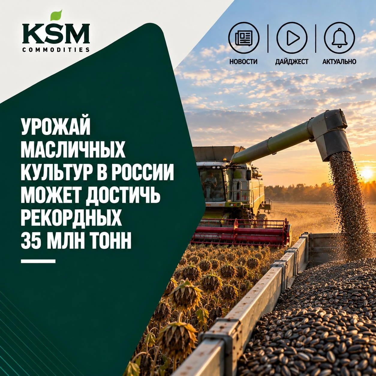 🌻 Урожай масличных культур в России может достичь рекордных 35 млн тонн