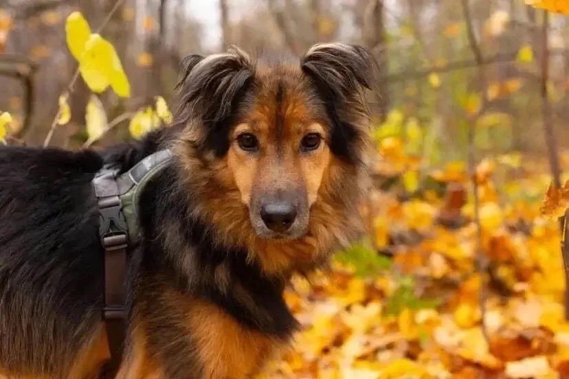 🐾  Лаврик ищет дом