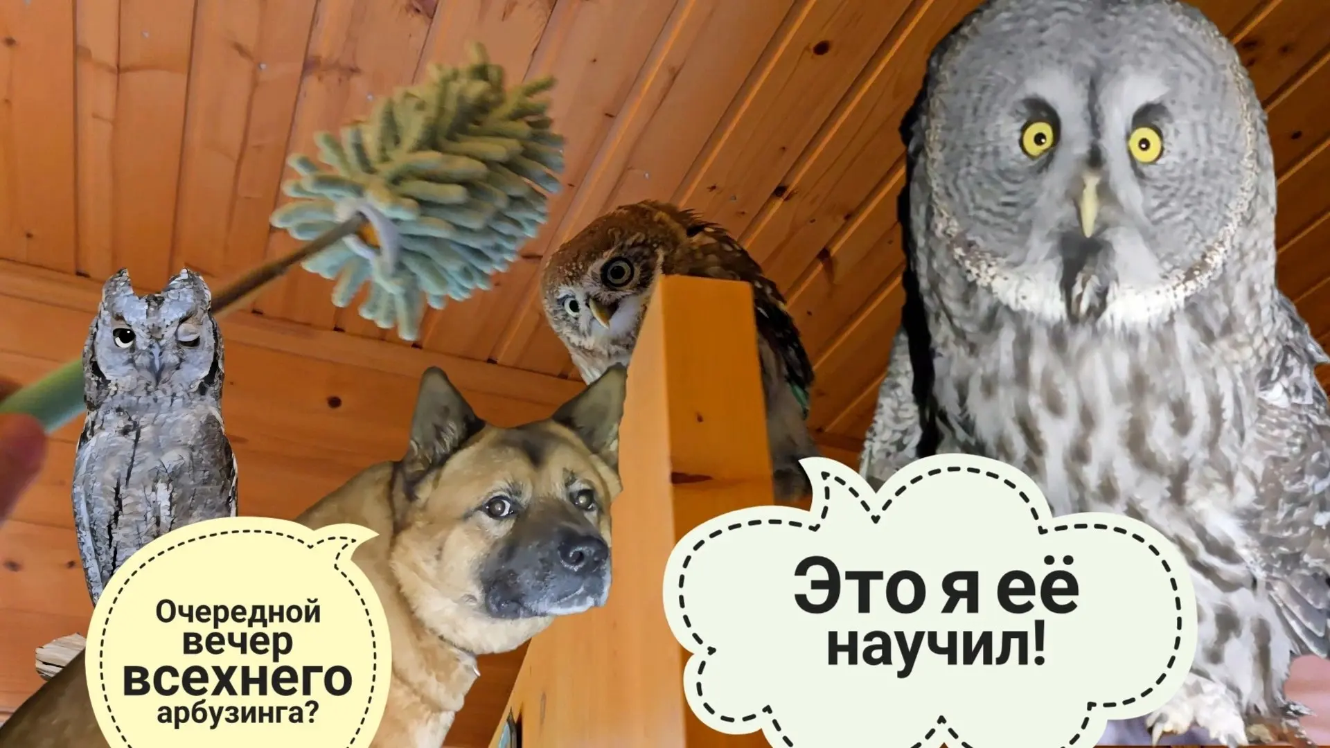 Выгоняю палкой сыча Лучика  из цветочни. Остальным совам и Псу Кубику просто делаю нерв...