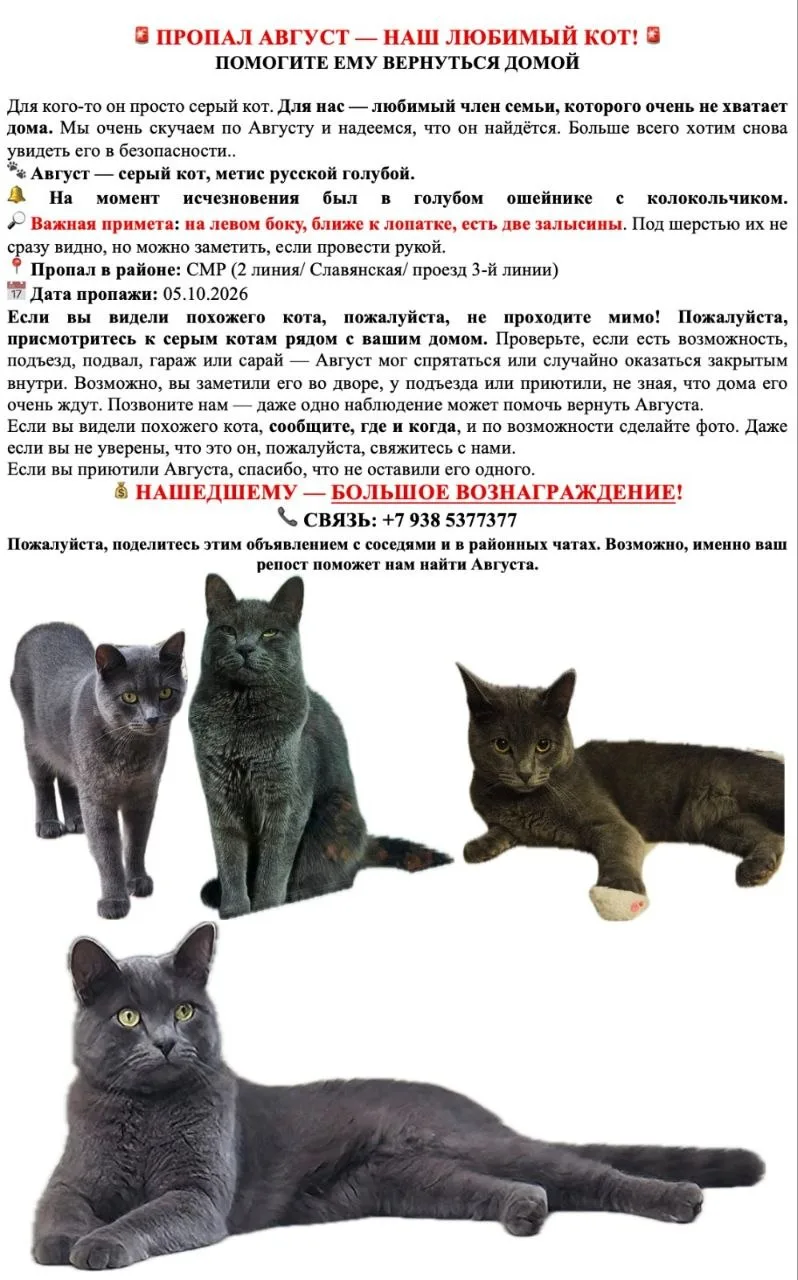 Пропал кот, может находиться в вашем районе. Нашедшему обещают больше вознаграждение.