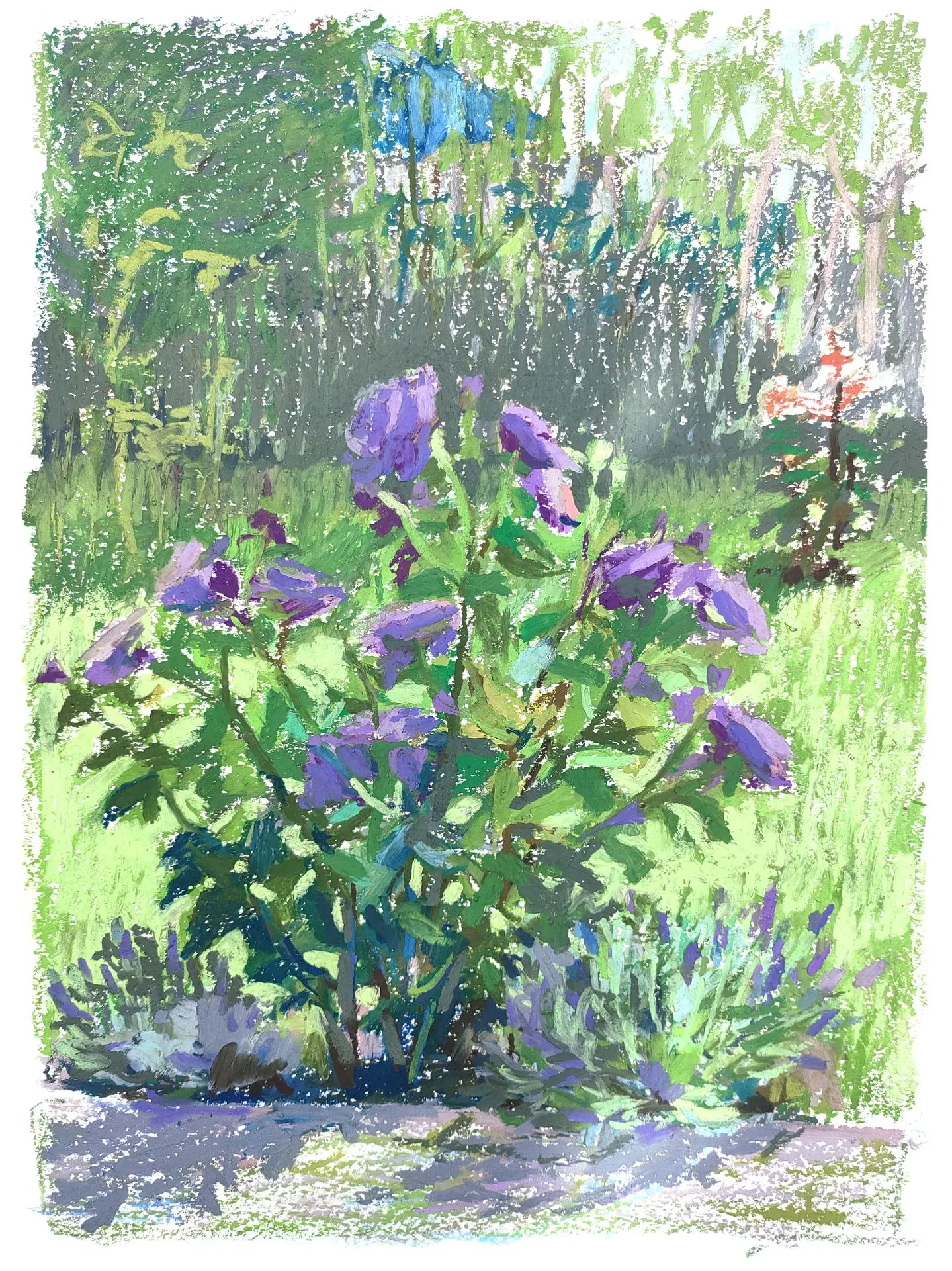 Розы и лаванда