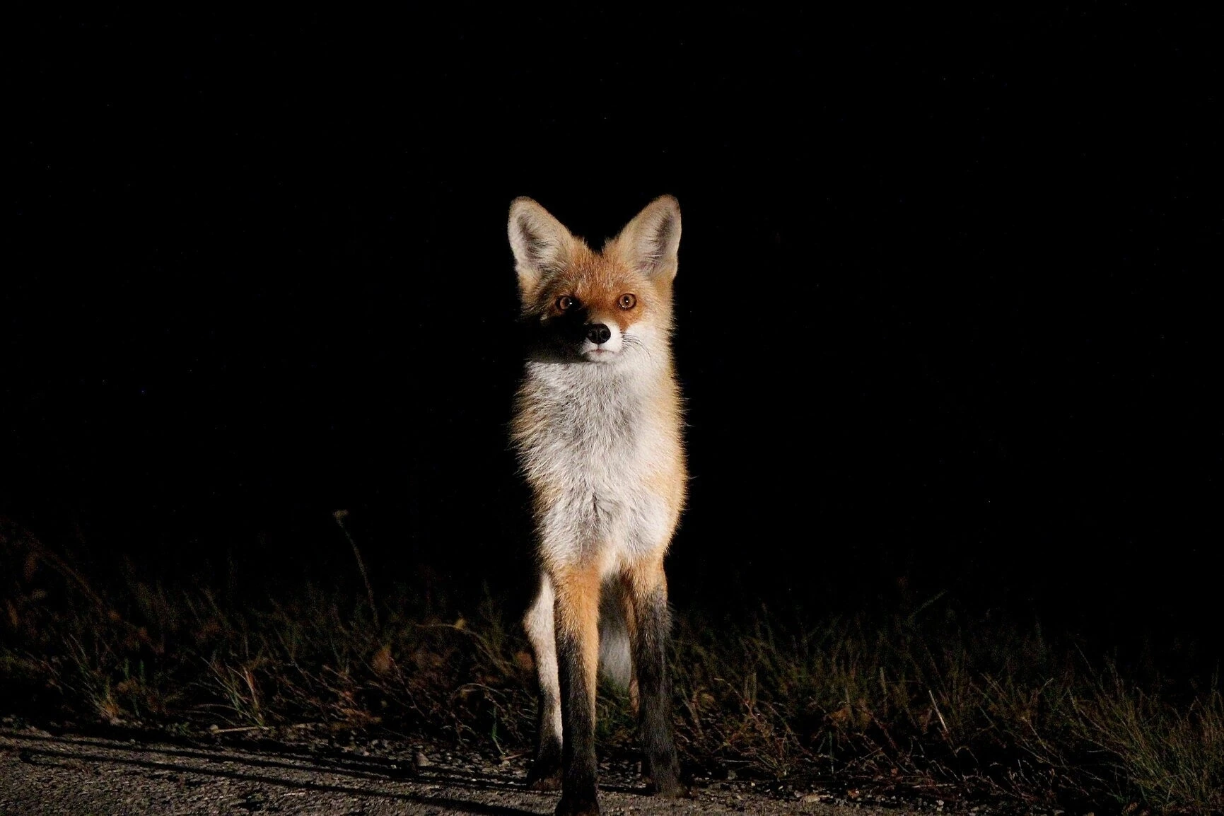 Внезапная встреча в Красноармейском районе 🦊