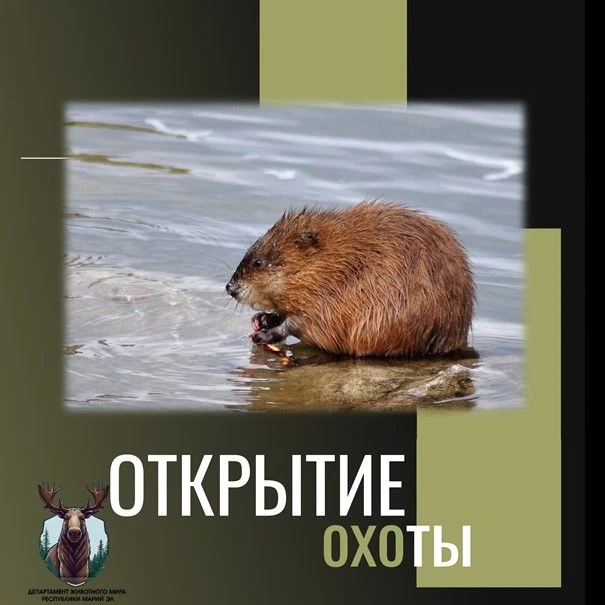 Открылась охота на ондатру