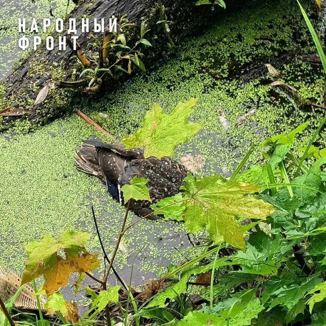 В Лянгасово погибли утки в местном пруду
