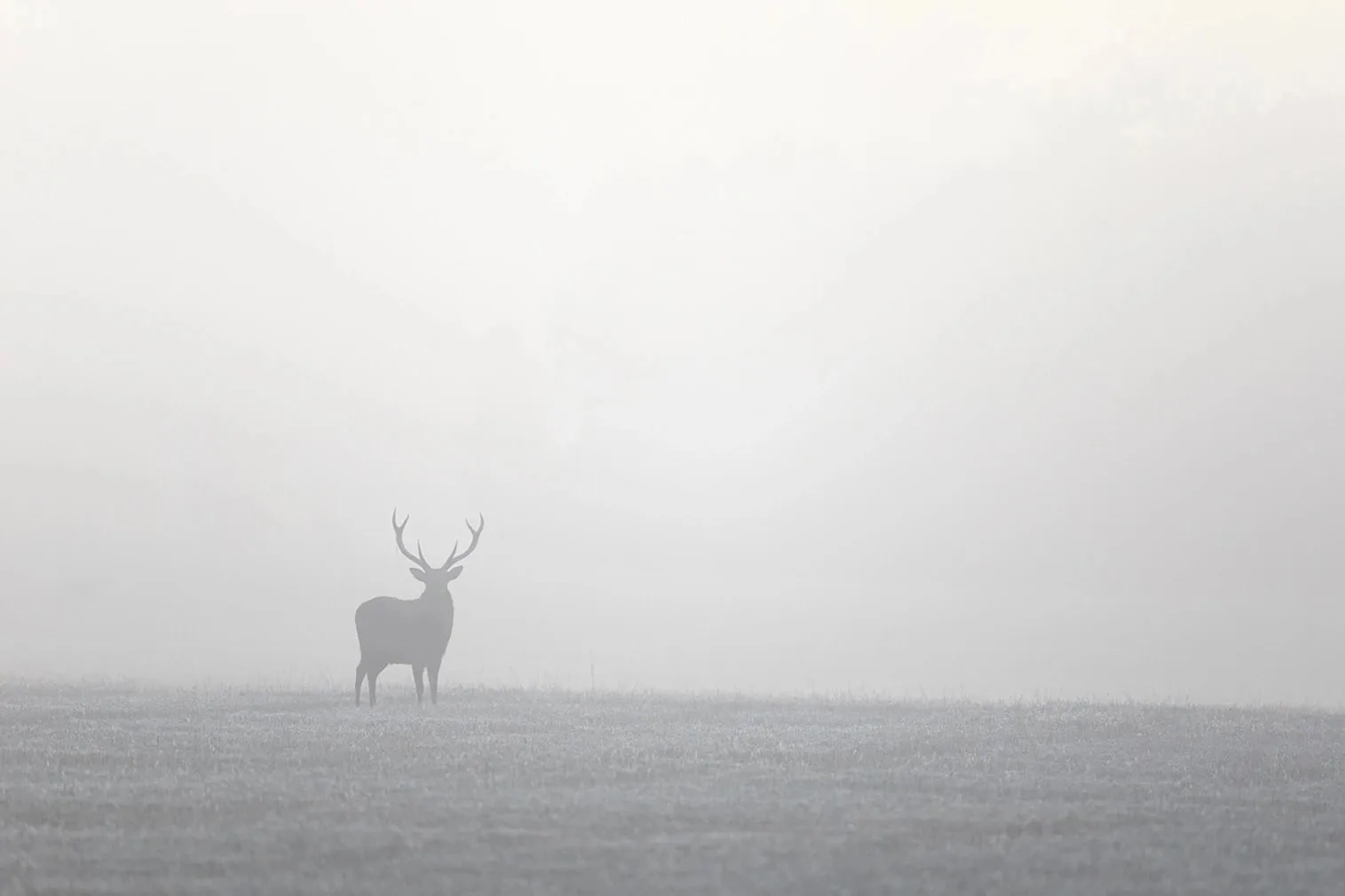 Природный парк "Олений", Краснинский район 🦌