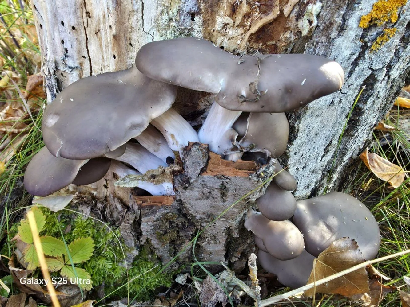 «Тихая охота» – в разгаре, наши подписчики продолжают делиться фотографиями даров леса....