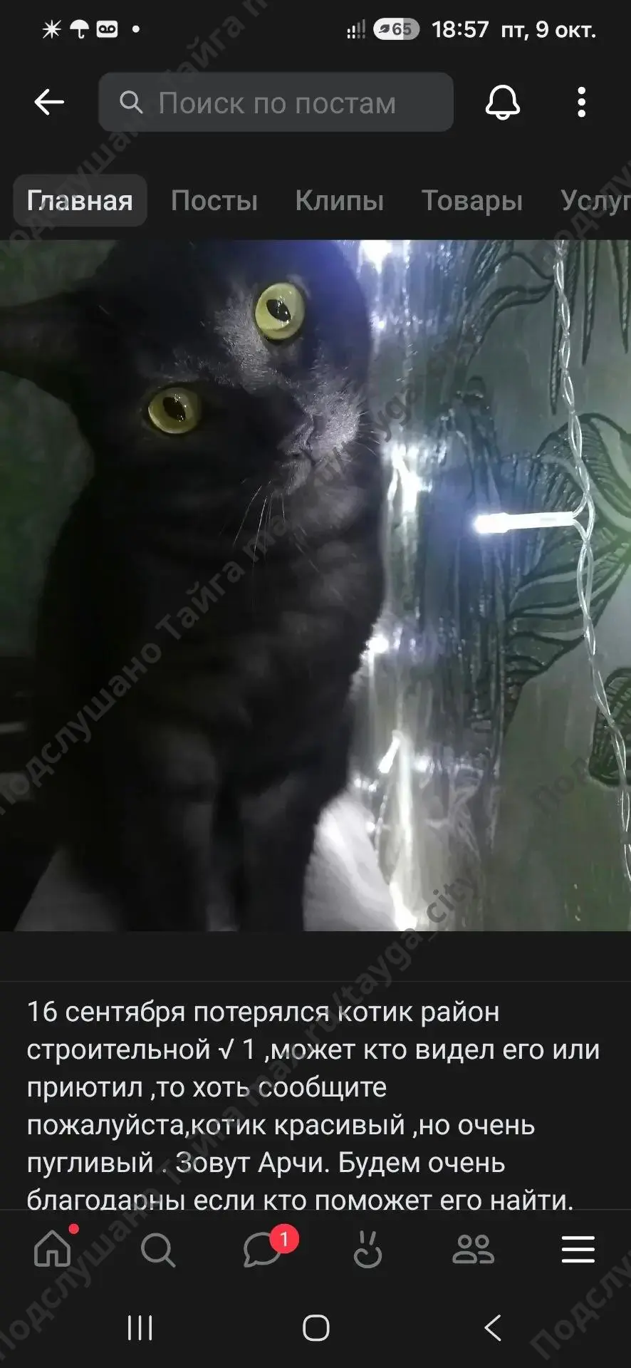 Прибился котик,ласковый.