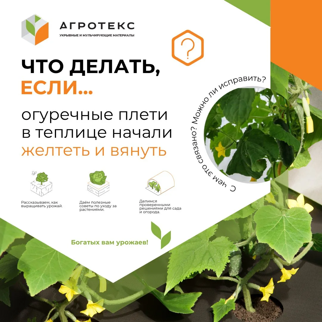 🥒 Огурцы желтеют из-за резких перепадов температуры, холодной почвы и естественного ст...