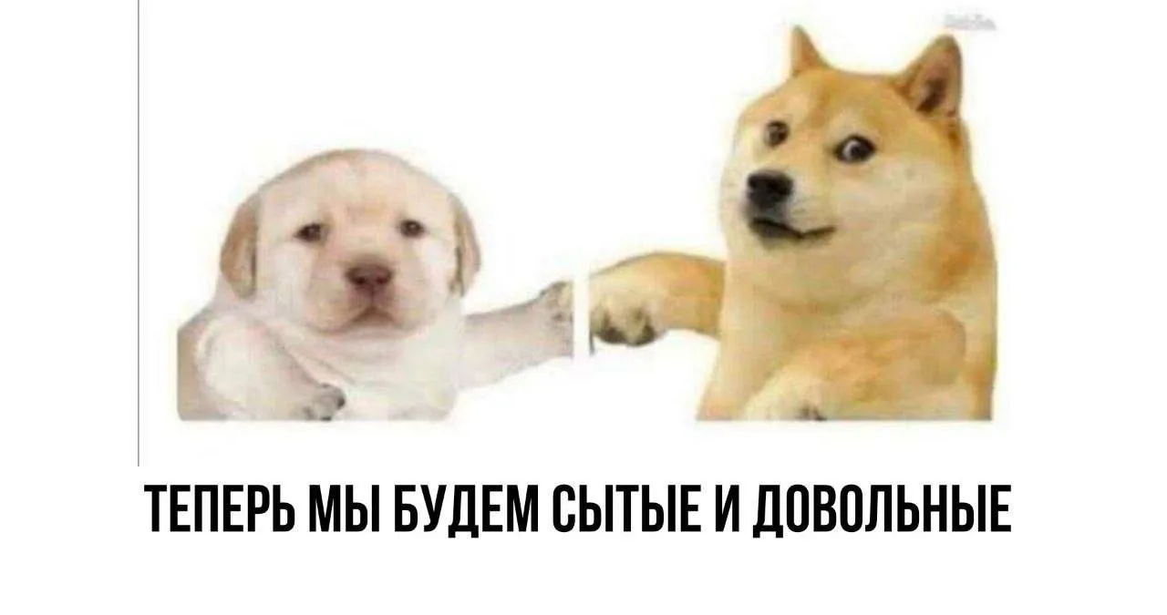 Собираем корм для приюта животных. Без мемов не можем, но без корма — тем более.