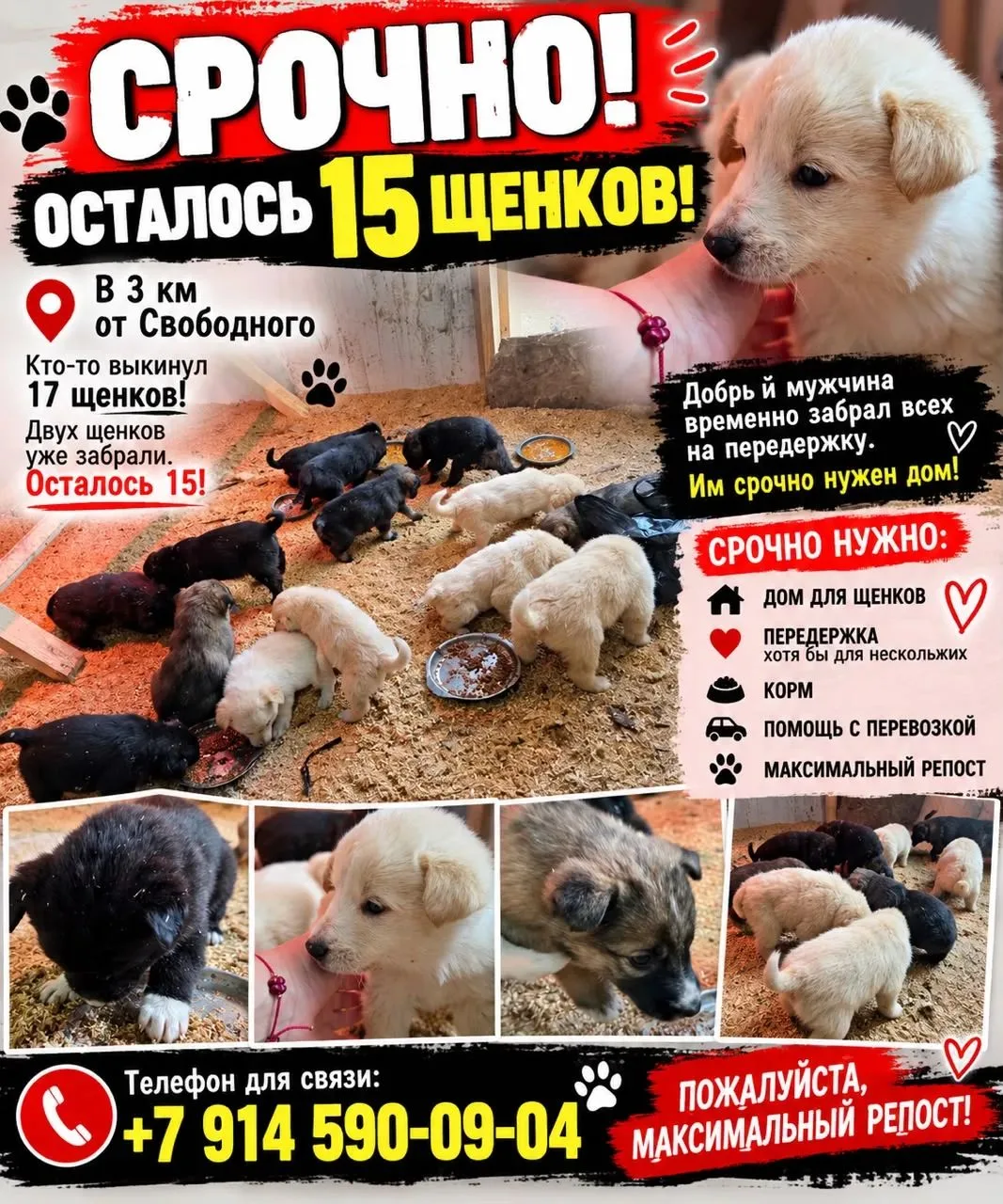 Кто-то выкинул щенят, добрый мужчина забрал всех временно на передержку, щенкам нужен д...