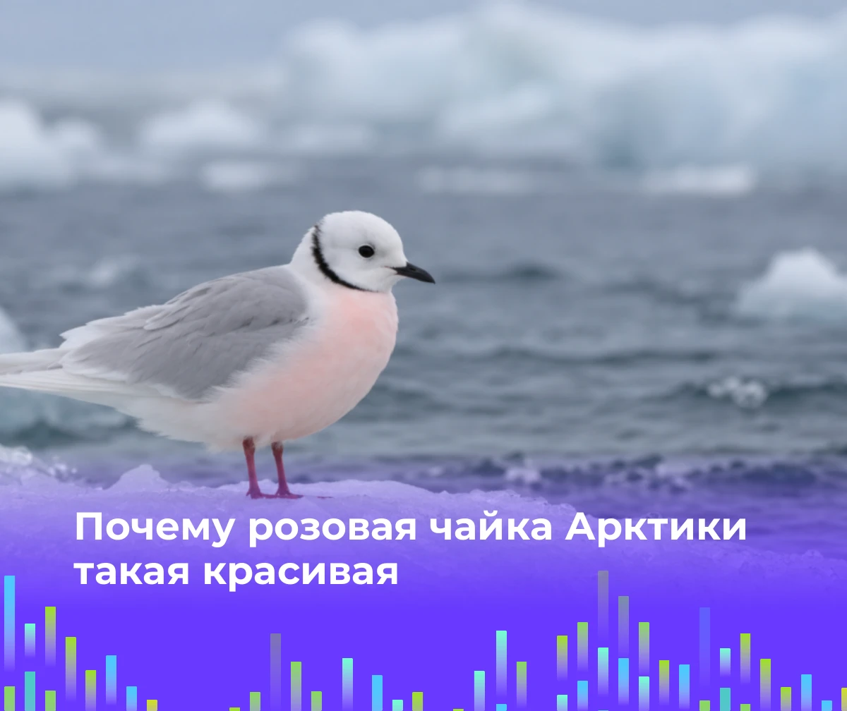 🐦 Почему розовая чайка Арктики такая красивая