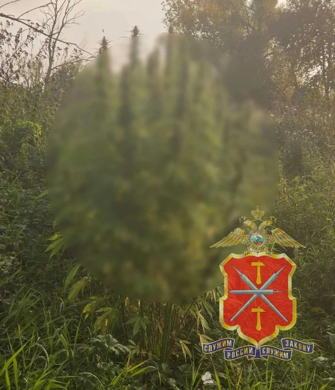 ❗️В Белёве нашли домашнюю плантацию конопли и 459 граммов марихуаны