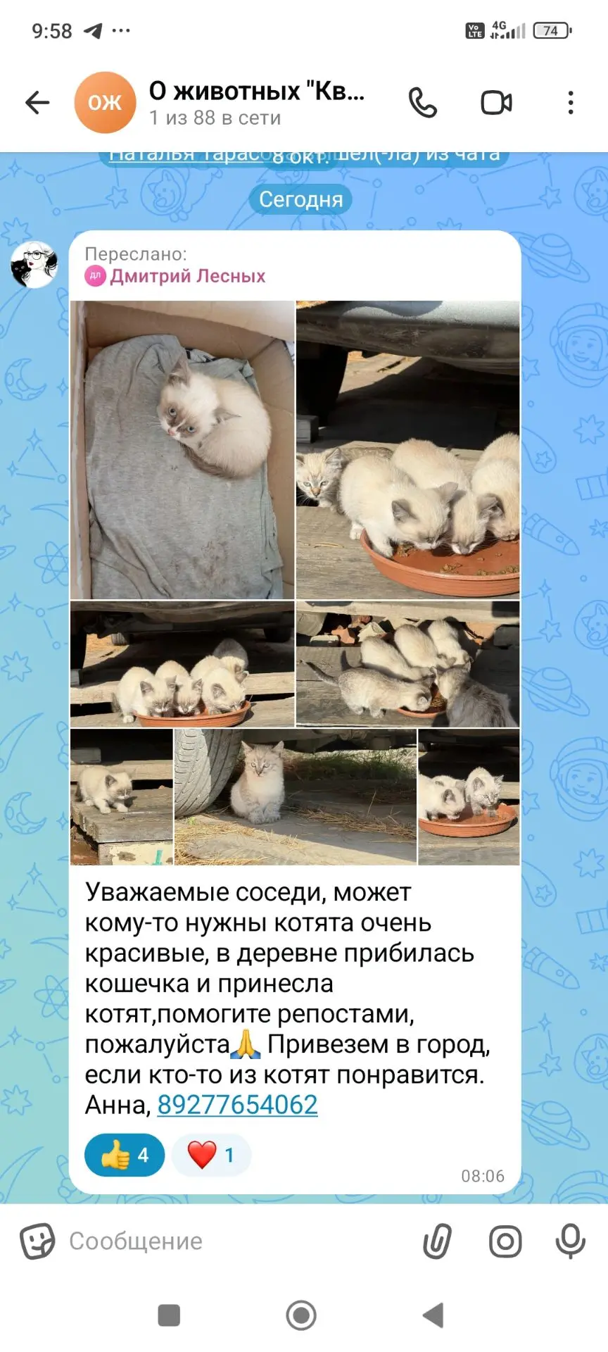 Может кому-то приглянутся пушистые голубоглазики😍