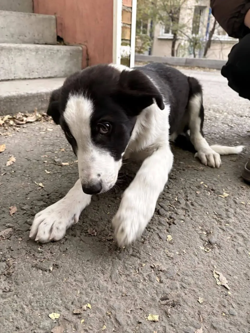 Владивосток! Срочно! Прибился щенок , мальчик. Ошейника нет, но на вид ухоженный, домаш...